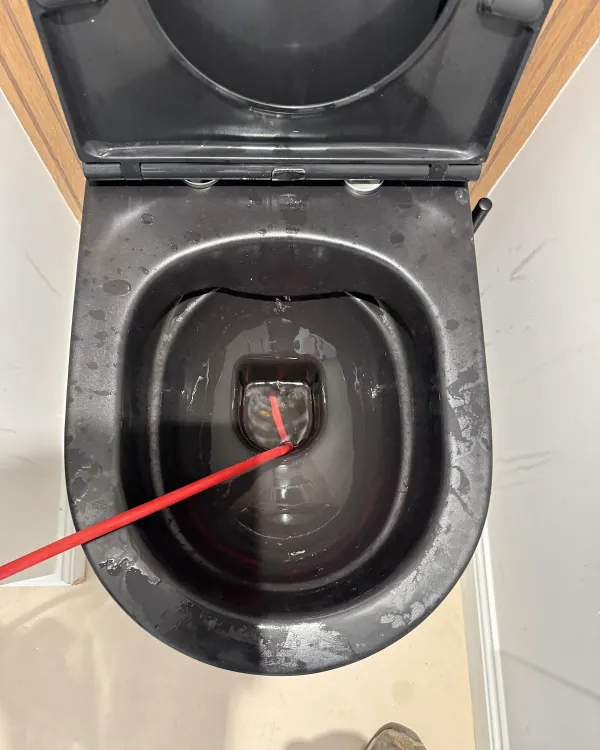 Furet dans une cuvette de WC, chantier BRT